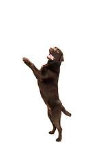 Image showing The brown, chocolate labrador retriever playing on white studio background