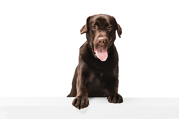 Image showing The brown, chocolate labrador retriever playing on white studio background