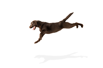 Image showing The brown, chocolate labrador retriever playing on white studio background