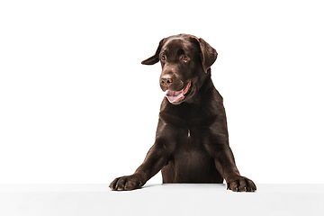 Image showing The brown, chocolate labrador retriever playing on white studio background