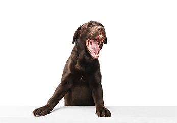 Image showing The brown, chocolate labrador retriever playing on white studio background