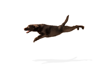 Image showing The brown, chocolate labrador retriever playing on white studio background