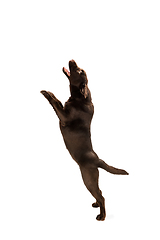 Image showing The brown, chocolate labrador retriever playing on white studio background