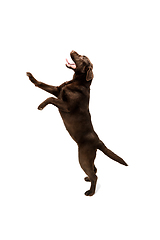 Image showing The brown, chocolate labrador retriever playing on white studio background