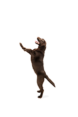 Image showing The brown, chocolate labrador retriever playing on white studio background
