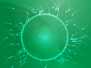 Image showing Egg fertilization illustration