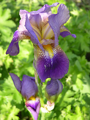 Image showing purple flower