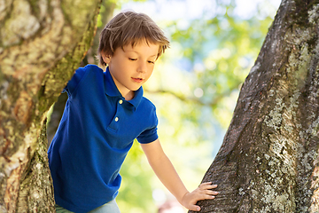 Image showing happy little boy climbing tree at park