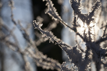 Image showing Frost on the branches