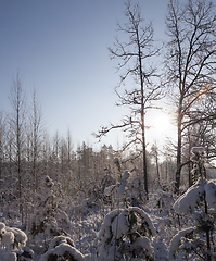Image showing young forest in winter