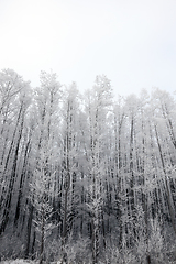 Image showing Winter forest