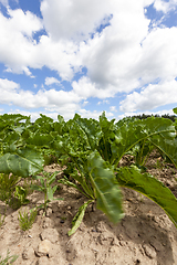 Image showing Sugar beet