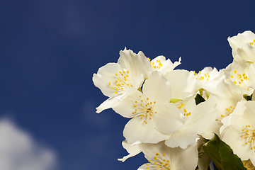 Image showing Jasmine flowers