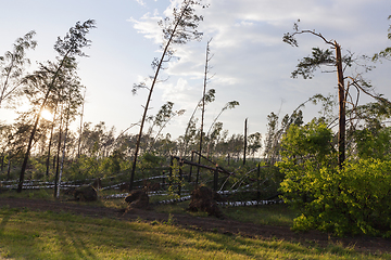 Image showing broken trees after a storm