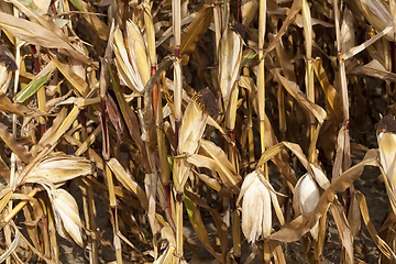 Image showing Ripe corn