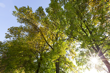 Image showing autumn forest