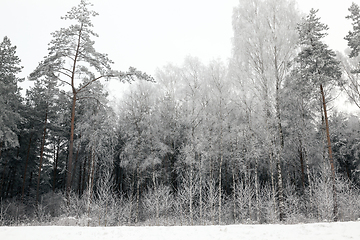 Image showing winter forest