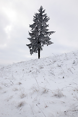 Image showing Winter and tree