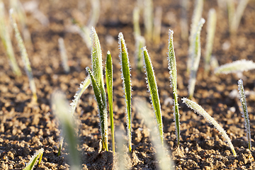 Image showing green wheat in a frost