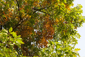 Image showing oak in autumn