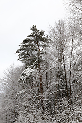 Image showing in winter