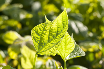 Image showing green leaf