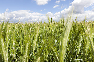 Image showing Field of wheat