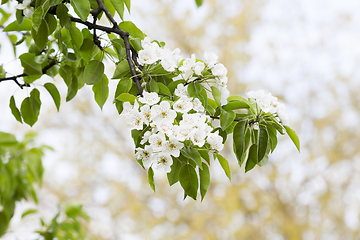 Image showing Pear tree blossom