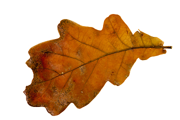 Image showing dry oak leaf