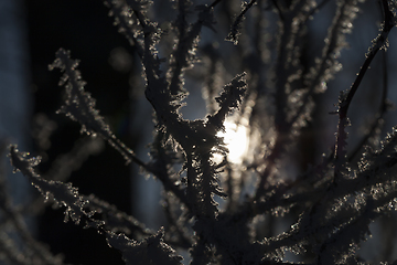 Image showing Hoarfrost on tree