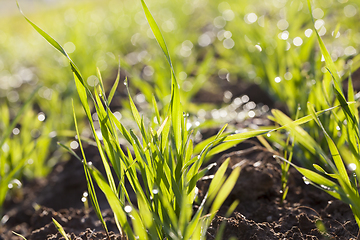 Image showing sprouts of wheat