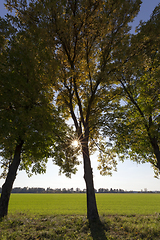 Image showing tall trees