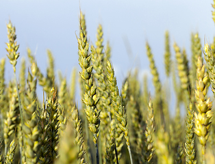 Image showing Wheat field