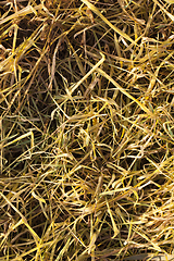 Image showing yellowed wheat