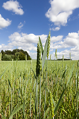 Image showing Young wheat