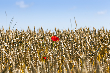 Image showing wheat field