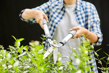 Image showing woman with pruner cutting branches at garden