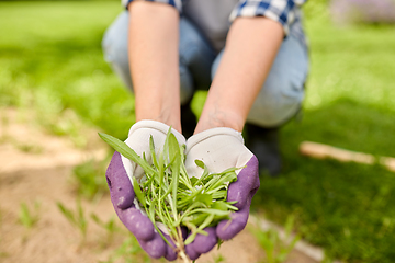 Image showing woman weeding flowerbed at summer garden