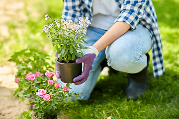 Image showing woman planting rose flowers at summer garden