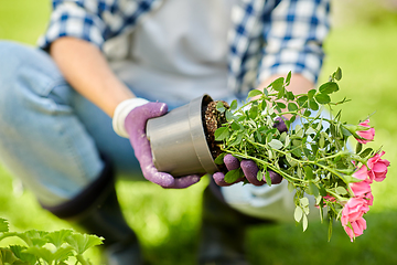 Image showing woman planting rose flowers at summer garden