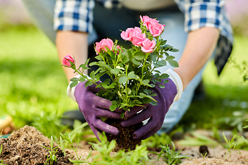 Image showing woman planting rose flowers at summer garden