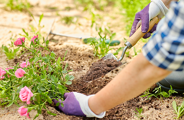 Image showing woman planting rose flowers at summer garden