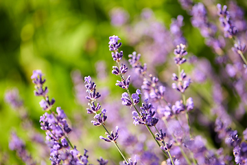 Image showing beautiful lavender flowers in summer garden