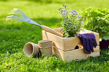 Image showing garden tools and flowers in wooden box at summer