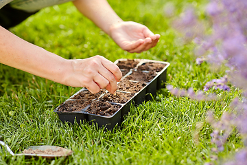 Image showing woman planting flower seeds to pots tray with soil