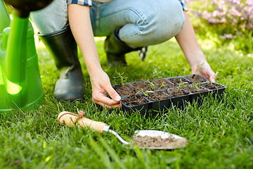 Image showing woman holding pots tray with seedlings at garden