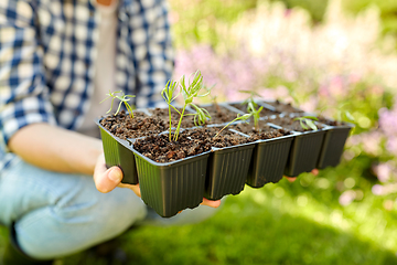 Image showing woman holding pots tray with seedlings at garden