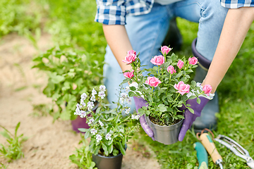 Image showing woman planting rose flowers at summer garden