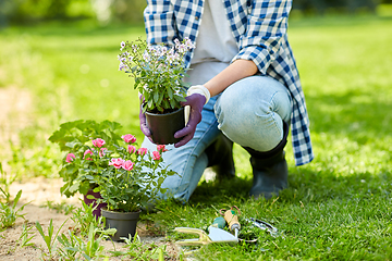 Image showing woman planting rose flowers at summer garden