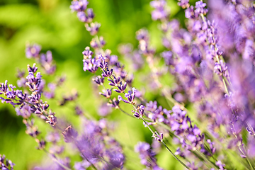 Image showing beautiful lavender flowers in summer garden